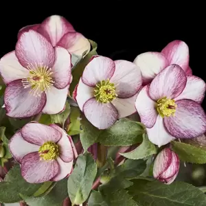 Helleborus 'HGC Ice N' Roses Rosado'