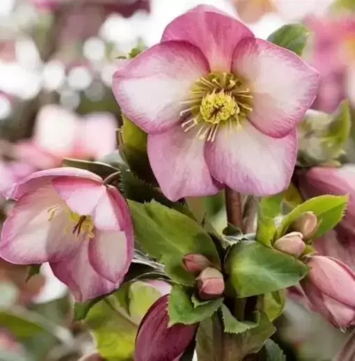 Helleborus 'HGC Ice N' Roses Rose' 2L - image 2