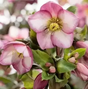 Helleborus 'HGC Ice N' Roses Rose' 2L - image 2
