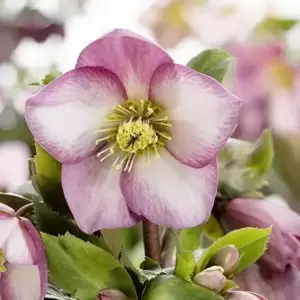 Helleborus 'HGC Ice N' Roses Rose' 2L - image 1