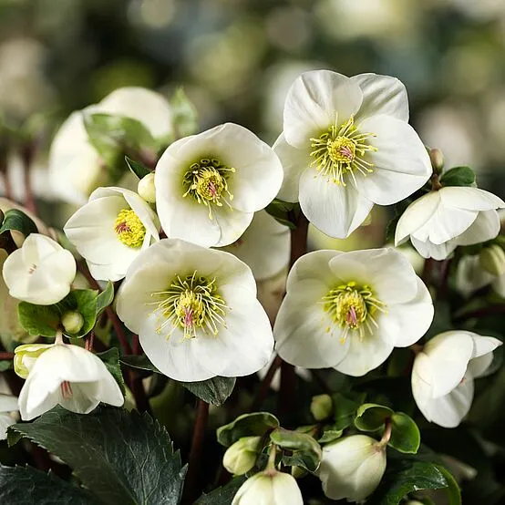 Image Credit: Helleborus Gold Collection®