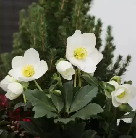 Helleborus 'HGC Jasper' 2L