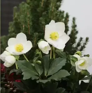 Helleborus 'HGC Jasper' 2L
