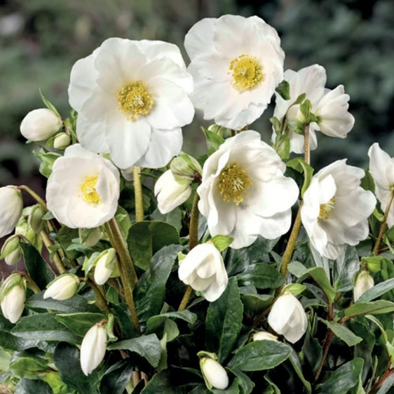 Helleborus 'HGC Jesse'