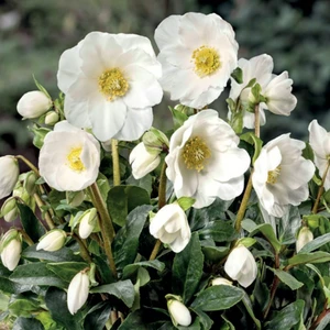 Helleborus 'HGC Jesse'