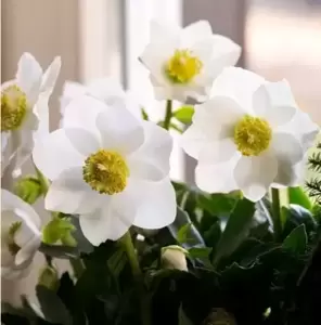 Helleborus 'HGC Jonas' 1.5L
