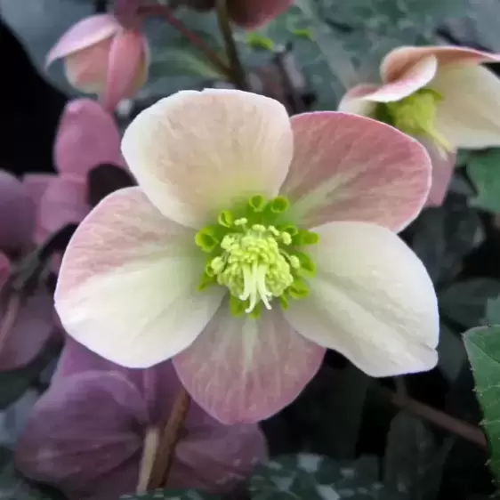 Helleborus 'HGC Merlin' 2L - image 3