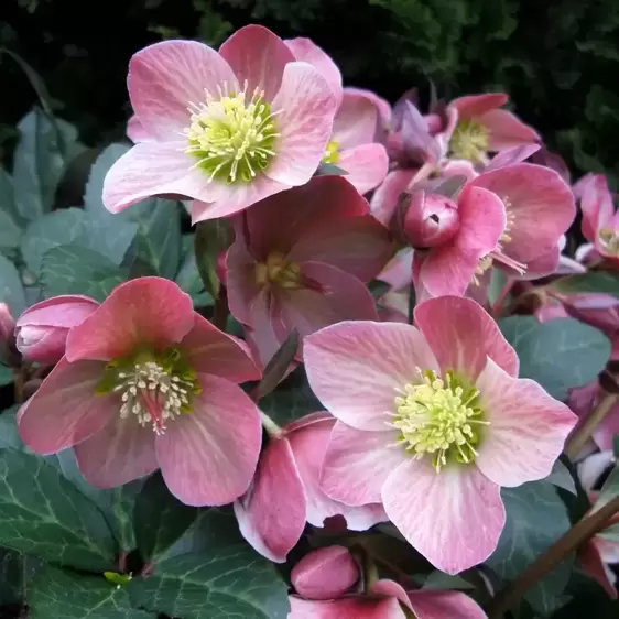 Helleborus 'HGC Merlin' 2L - image 2