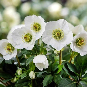 Helleborus 'HGC Winter Ballet Cozy White'