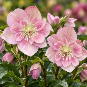 Helleborus 'HGC Winter Ballet Frilly Rosy'