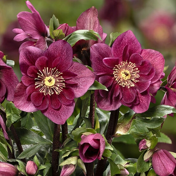 Helleborus 'HGC Winter Ballet Frilly Ruby'