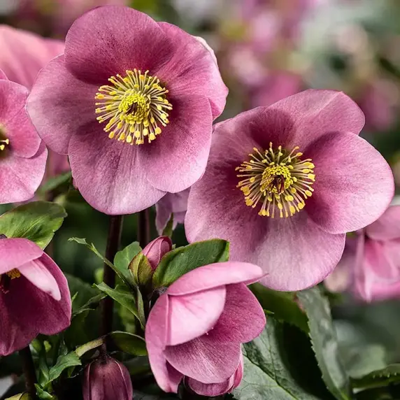 Helleborus 'HGC Winter Ballet Kacy' 1L