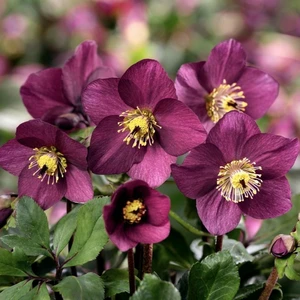 Helleborus 'HGC Winter Ballet Karli' 2L