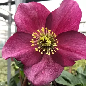 Helleborus 'HGC Winter Ballet Leona' 1L