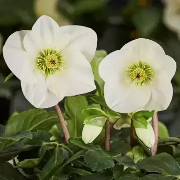 Helleborus 'HGC Winter Ballet Linda' 2L - image 2
