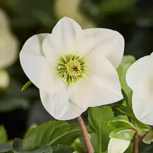 Helleborus 'HGC Winter Ballet Linda'