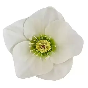 Helleborus 'HGC Winter Ballet Linda' 2L - image 3