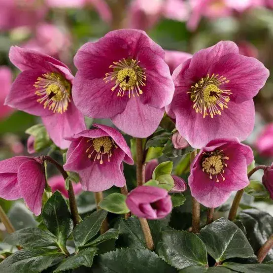 Helleborus 'HGC Winter Ballet Linda' 1.5L