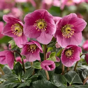 Helleborus 'HGC Winter Ballet Linda' 1.5L