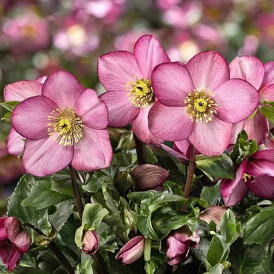 Helleborus 'HGC Winter Ballet Pink Flare'