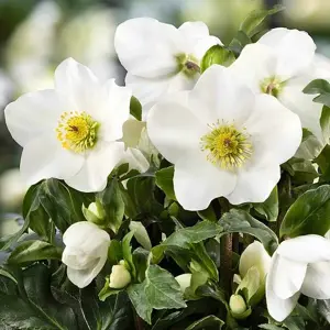 Helleborus 'HGC Winter Ballet White' 1L