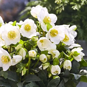 Helleborus 'HGC® Wintergold' ℗ Picture Credit - Heuger Gartenbaubetriebe