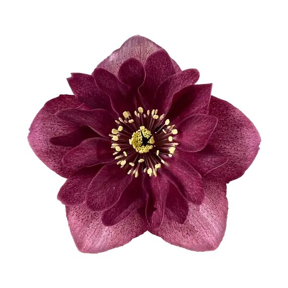 Helleborus orientalis 'Jaella'