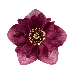 Helleborus orientalis 'Jaella'