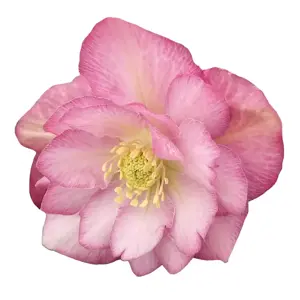 Helleborus orientalis 'Jiska'