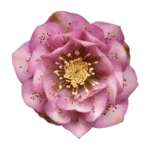 Helleborus orientalis 'Larissa'