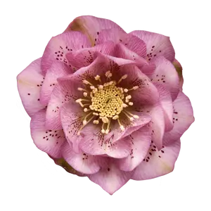 Helleborus 'Larissa'