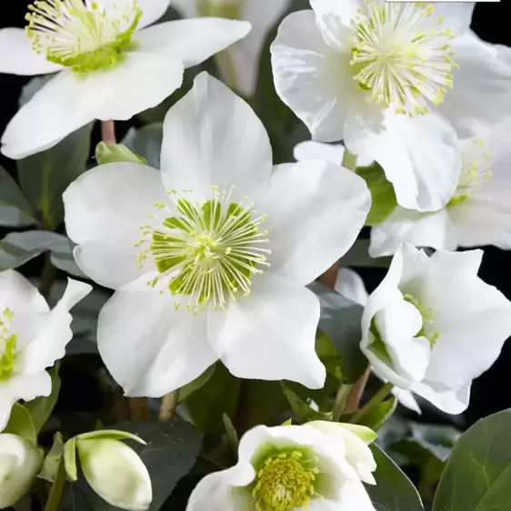 Helleborus niger 'Christmas Carol' 2L - image 2
