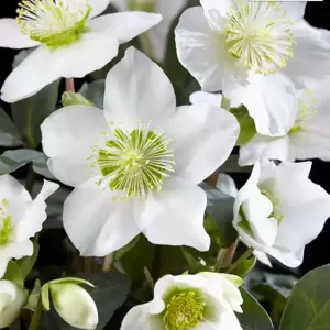 Helleborus niger 'Christmas Carol' 2L - image 2