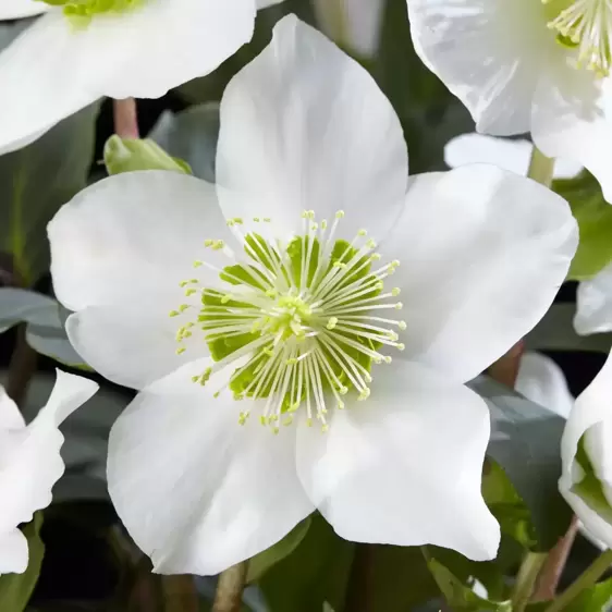 Helleborus niger 'Christmas Carol' 2L - image 1