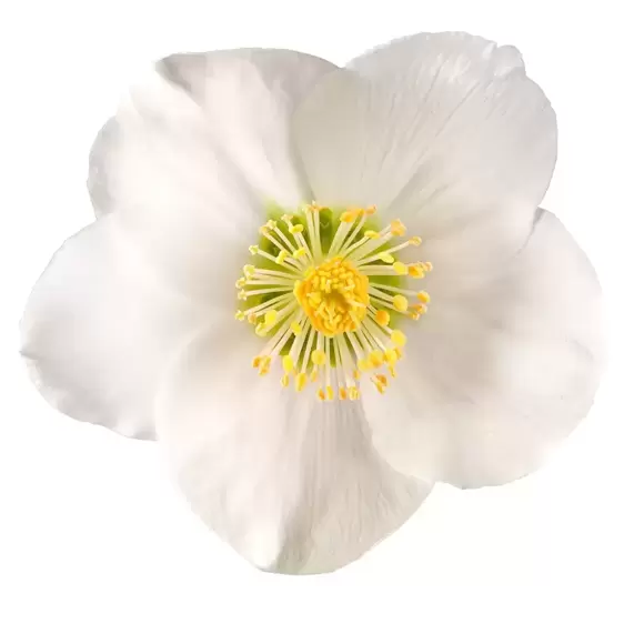 Helleborus niger 'Shining Star' 1L - image 1