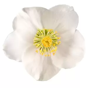 Helleborus niger 'Shining Star' 1L - image 1