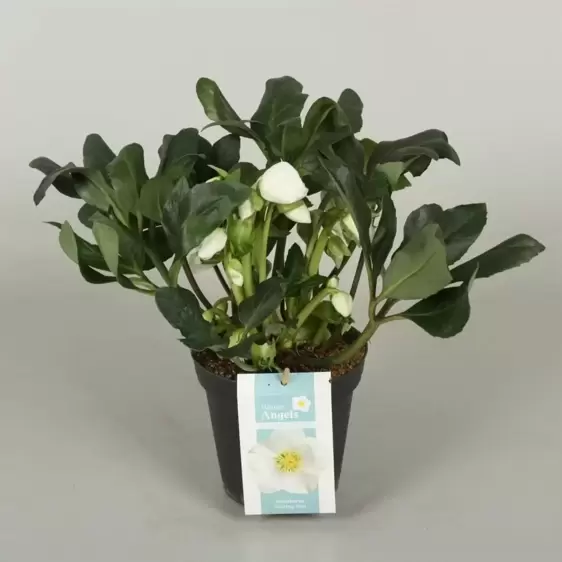 Helleborus niger 'Shining Star' 1L - image 2