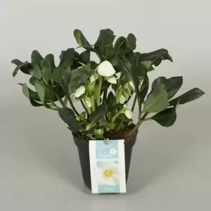 Helleborus niger 'Shining Star' 1L - image 2