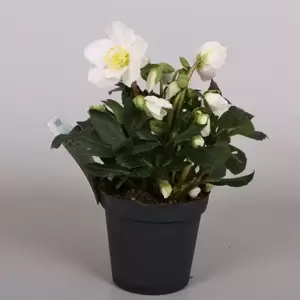 Helleborus niger 'Shining Star' 1L - image 3