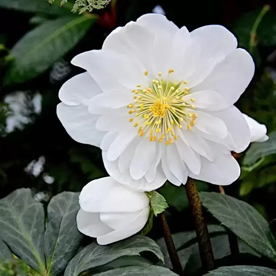 Helleborus niger 'Snow Angels' ® Picture Credit - New World Plants Ltd.