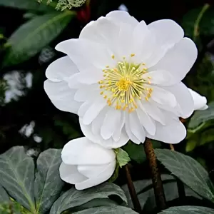 Helleborus niger 'Snow Angels' ® Picture Credit - New World Plants Ltd.