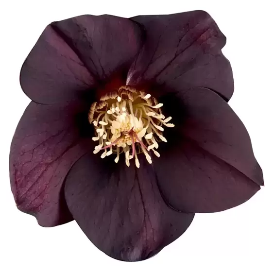 Helleborus orientalis 'Abigail'
