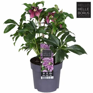 Helleborus orientalis 'Hello Pink'