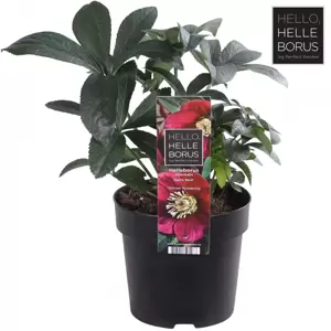 Helleborus orientalis 'Hello Red' - image 1