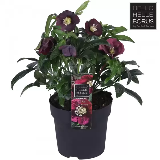 Helleborus orientalis 'Hello Red' - image 2