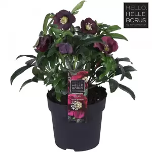 Helleborus orientalis 'Hello Red' - image 2