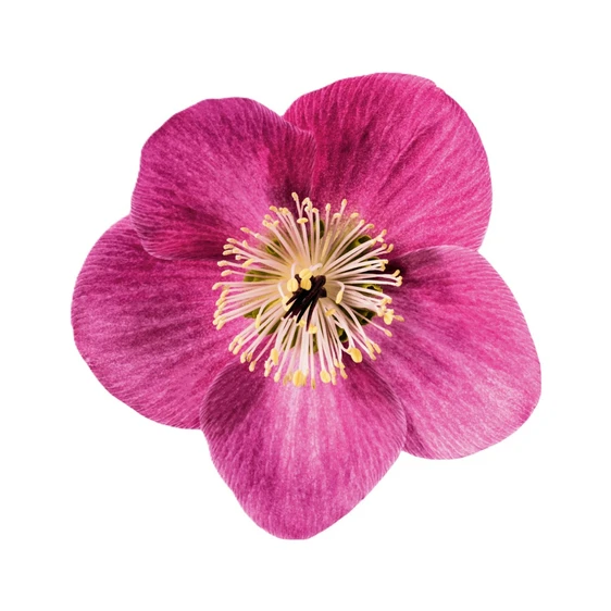 Helleborus orientalis 'Sifra'