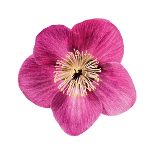 Helleborus orientalis 'Sifra'