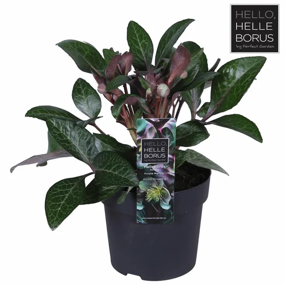 Helleborus lividus 'Purple Marble' - image 1