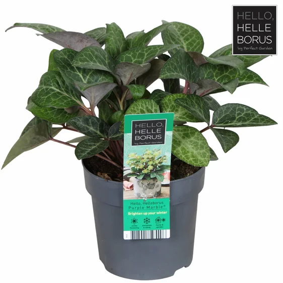 Helleborus lividus 'Purple Marble' - image 2